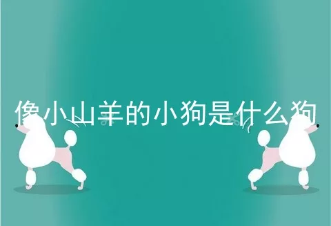 像小山羊的小狗是什么狗