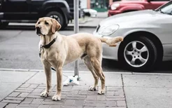 狗狗髋关节发育不良的症状 狗狗的常见疾病需小心
