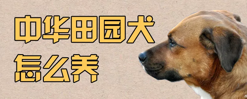 中华田园犬怎么养