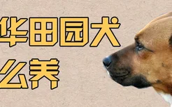 中华田园犬怎么养