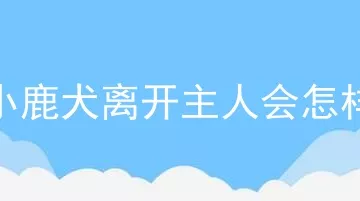 小鹿犬离开主人会怎样