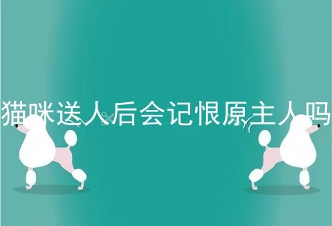 猫咪送人后会记恨原主人吗