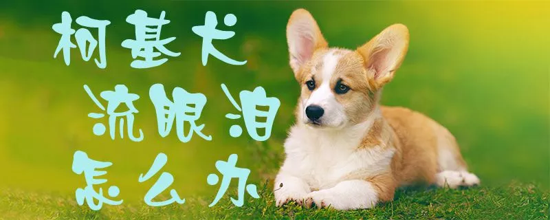 柯基犬流眼泪怎么办1