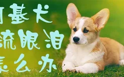 柯基犬流眼泪怎么办