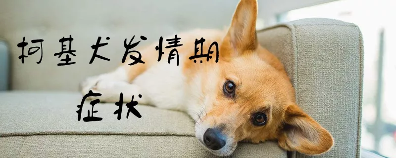 柯基犬发情期症状