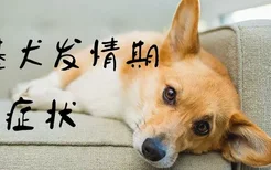 柯基犬发情期症状