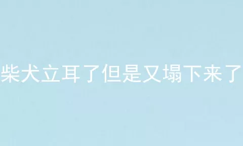 柴犬立耳了但是又塌下来了