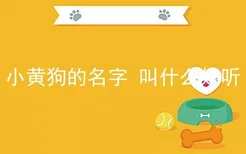 小黄狗的名字 叫什么好听