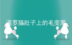 暹罗猫肚子上的毛变黑