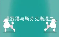 暹罗猫与斯芬克斯混血