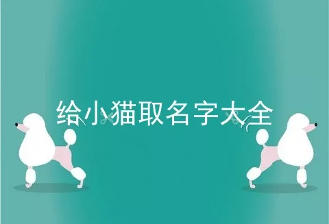 给小猫取名字大全