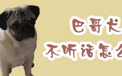 巴哥犬不听话怎么办