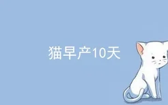 猫早产10天