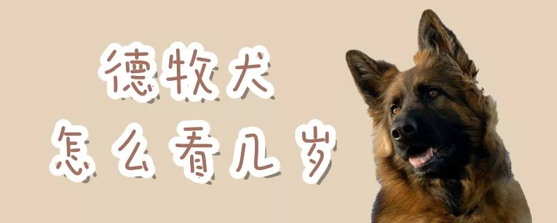 德牧犬怎么看几岁