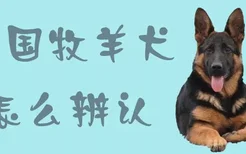 德国牧羊犬怎么辨认