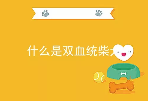 什么是双血统柴犬