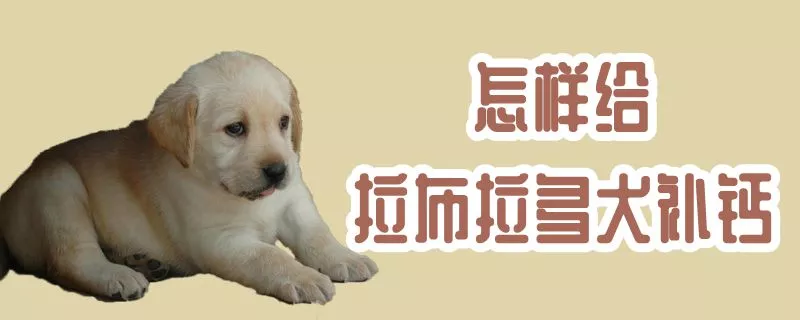 怎样给拉布拉多犬补钙