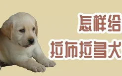 怎样给拉布拉多犬补钙