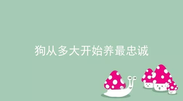 狗从多大开始养最忠诚