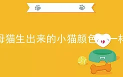 母猫生出来的小猫颜色不一样