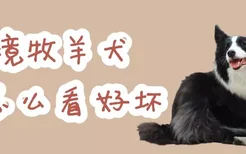 边境牧羊犬怎么看好坏