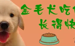 金毛犬吃什么长得快