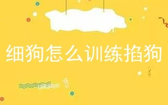 细狗怎么训练掐狗