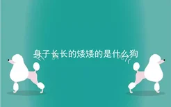 身子长长的矮矮的是什么狗