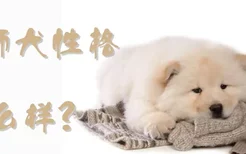 松狮犬性格怎么样