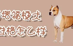 斯塔福梗犬的性格怎么样