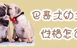 巴哥犬幼犬性格怎么样