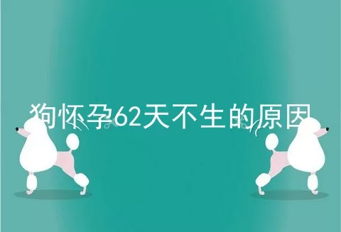 狗怀孕62天不生的原因