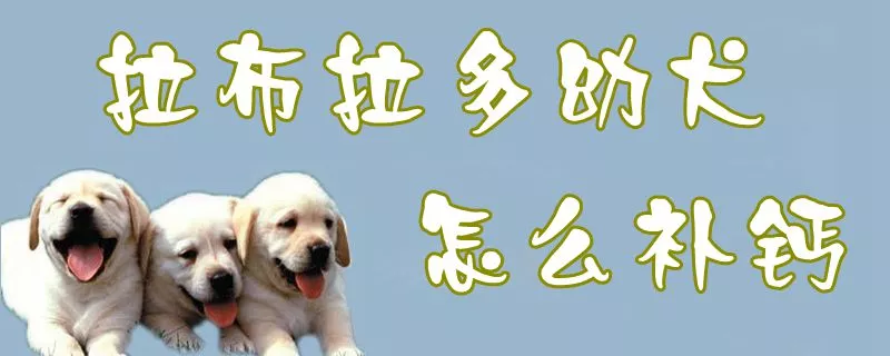 拉布拉多幼犬怎么补钙1