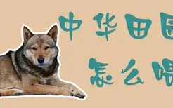 中华田园犬怎么喂