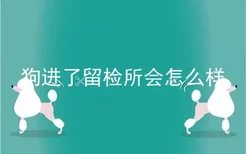 狗进了留检所会怎么样