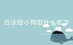 应该给小狗取什么名字