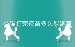 公猫打完疫苗多久能绝育