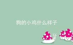 狗的小鸡什么样子