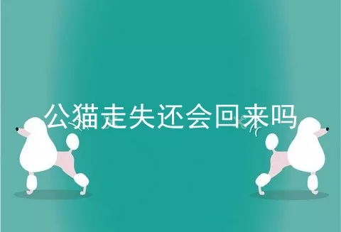 公猫走失还会回来吗