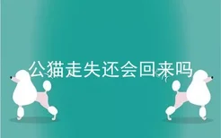 公猫走失还会回来吗