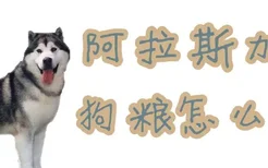 阿拉斯加犬狗粮怎么喂