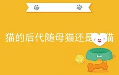 猫的后代随母猫还是公猫