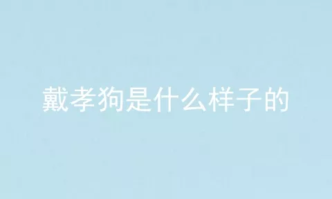 戴孝狗是什么样子的