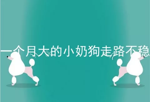 一个月大的小奶狗走路不稳