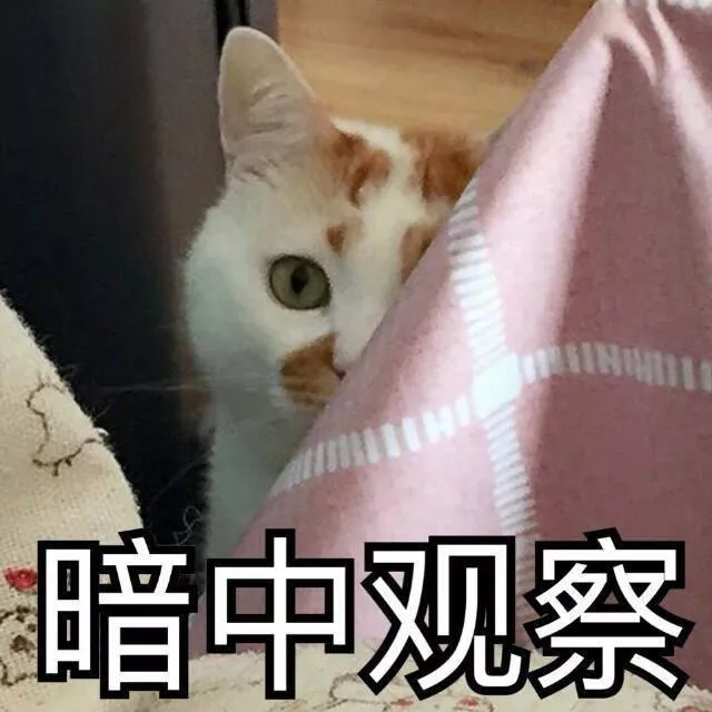 橘猫好养吗(田园橘猫好养吗)