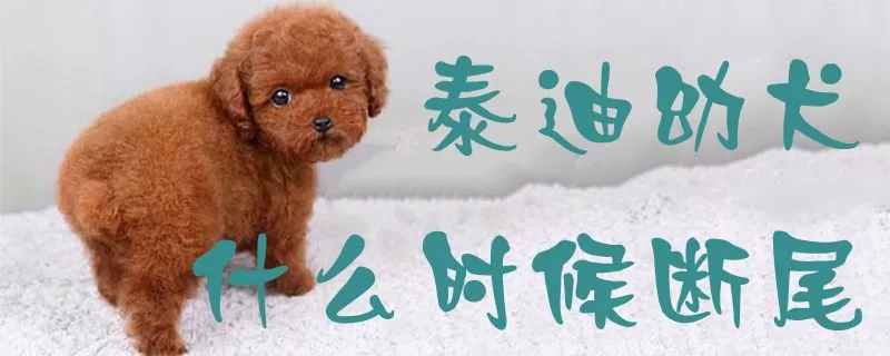 泰迪幼犬什么时候断尾1