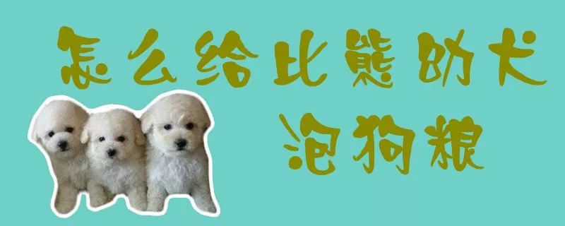 怎么给比熊幼犬泡狗粮1