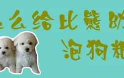 怎么给比熊幼犬泡狗粮