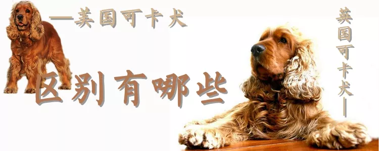 美国可卡犬和英国可卡犬的区别有哪些