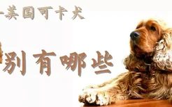 美国可卡犬和英国可卡犬的区别有哪些